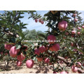 Año 2016 embolsado Red Star Apple de High Land